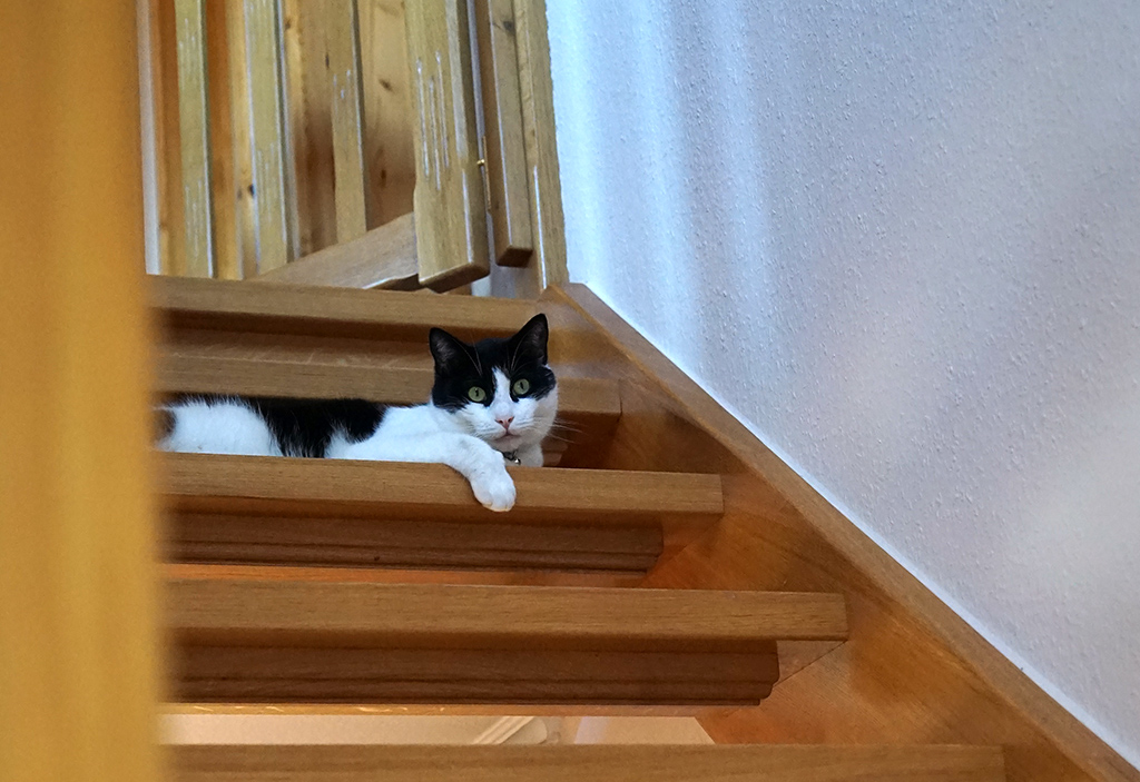 Holztreppe vom Tischler mit Katze